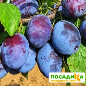 Слива Чачакская ранняя купить по цене от 229.00р. в интернет-магазине «Посадика» с доставкой почтой в в Печорые и по всей России – [изображение №1].