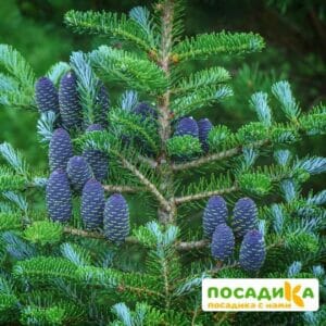 Пихта корейская (Abies koreana) купить по цене от 450.00р. в интернет-магазине «Посадика» с доставкой почтой в в Печорые и по всей России – [изображение №1].