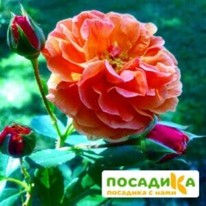 Роза Арабия купить по цене от 350.00р. в интернет-магазине «Посадика» с доставкой почтой в в Печорые и по всей России – [изображение №1].