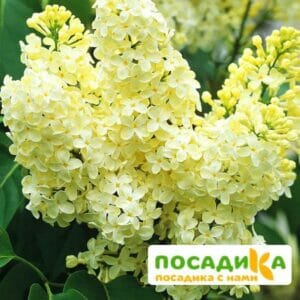 Сирень Примроуз (Primrose) купить по цене от 529.00р. в интернет-магазине «Посадика» с доставкой почтой в в Печорые и по всей России – [изображение №1].