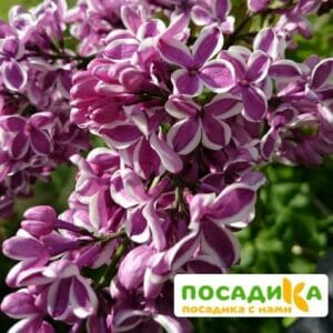 Сирень Сенсация купить по цене от 529.00р. в интернет-магазине «Посадика» с доставкой почтой в в Печорые и по всей России – [изображение №1].