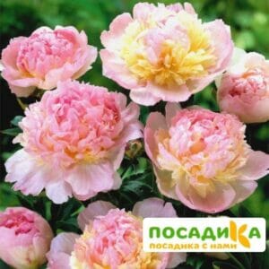 Пион Распберри Сандей (Paeonia Raspberry Sundae) купить по цене от 959р. в интернет-магазине «Посадика» с доставкой почтой в в Печорые и по всей России – [изображение №1].