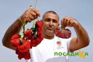 Клубника Гигант Джорнея купить по цене от 266р. в интернет-магазине «Посадика» с доставкой почтой в в Печорые и по всей России – [изображение №1].