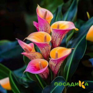 Калла Оникс купить по цене от 450р. в интернет-магазине «Посадика» с доставкой почтой в в Печорые и по всей России – [изображение №1].
