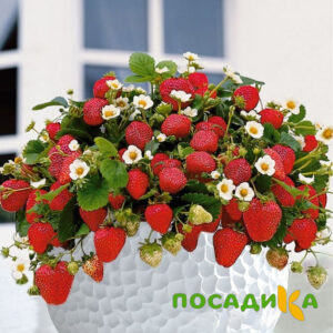 Клубника Рубиновый Шепот (горшечная) купить по цене от 240р. в интернет-магазине «Посадика» с доставкой почтой в в Печорые и по всей России – [изображение №1].