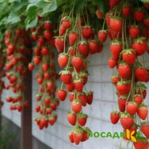 Клубника вьющаяся Комплимент купить по цене от 470р. в интернет-магазине «Посадика» с доставкой почтой в в Печорые и по всей России – [изображение №1].