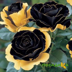 Роза Ханни Сикл купить по цене от 700р. в интернет-магазине «Посадика» с доставкой почтой в в Печорые и по всей России – [изображение №1].