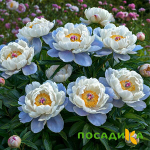 Пион акварельный Этюд купить по цене от 806р. в интернет-магазине «Посадика» с доставкой почтой в в Печорые и по всей России – [изображение №1].