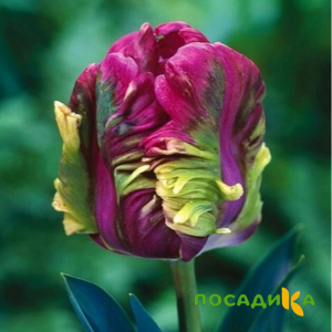 Тюльпан Экзотик Хэвен купить по цене от 186р. в интернет-магазине «Посадика» с доставкой почтой в в Печорые и по всей России – [изображение №1].