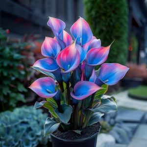 Калла Импрессия купить по цене от 590р. в интернет-магазине «Посадика» с доставкой почтой в в Печорые и по всей России – [изображение №1].