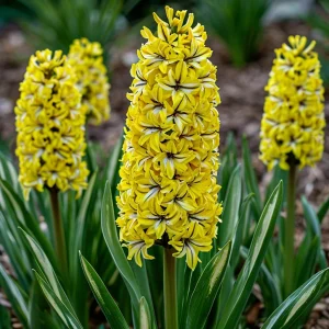 Гиацинт Сансет Голд купить по цене от 2099р. в интернет-магазине «Посадика» с доставкой почтой в в Печорые и по всей России – [изображение №1].