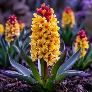 Гиацинт Миднайт Мистери купить по цене от 2099р. в интернет-магазине «Посадика» с доставкой почтой в в Печорые и по всей России – [изображение №1].